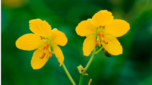 Flores de Senna occidentalis