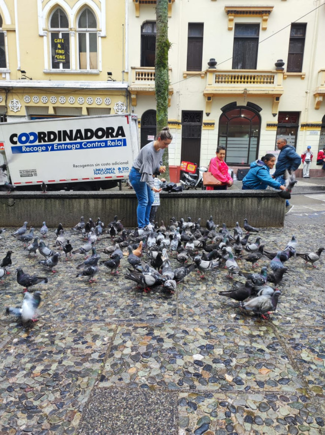 Foto | Freddy Arango | LA PATRIA  Todos los días en la plazoleta lateral de la Catedral se acumulan decenas de aves. La concentración de palomas es más frecuente en la tarde.