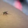 OMS dice que dengue en América puede aumentar en segundo semestre
