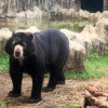 El oso de anteojos Chucho falleció a los 30 años, informó el Zoológico de Barranquilla. 