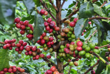 La producción de café en Colombia cayó 10% en los últimos 12 meses