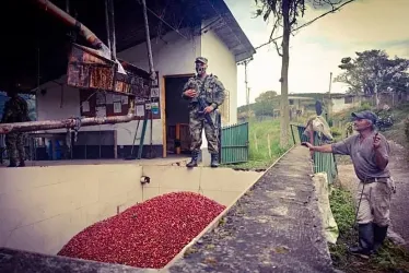 Soldados de la Octava Brigada vigilan la seguridad en la cosecha cafetera de Caldas. 