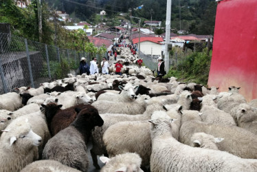 El desfile de ovejas es de los eventos más representativos de Marulanda, durante las Fiestas de la Lana.