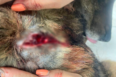 El perro llamado Feo presenta una lesión por arma blanca en el hombro derecho. Por el hecho detuvieron a un sujeto, de 32 años, en la Comuna Ciudadela del Norte, de Manizales. 