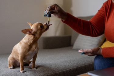 Persona dándole un suplemento a un perro con una pipeta.