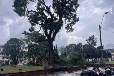 El fuerte aguacero de la tarde de este viernes en Riosucio causó, entre otros daños, la caída de ramas de los árboles.