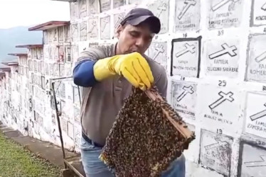 Personal especializado retiró el enjambre de abejas en el cementerio de Anserma.