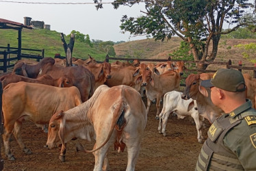 Este es el ganado recuperado en Victoria (Caldas).