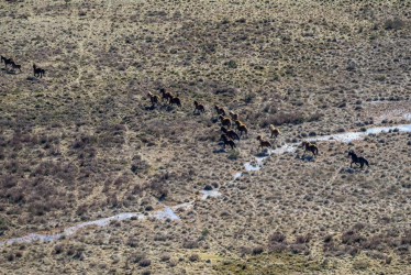 caballos salvajes en el Parque Nacional Kosciuszko, a 350 kilómetros al suroeste de Sídney (Australia).