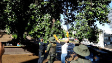 Foto | Cortesía Policía | LA PATRIA Así bajaron al búho del árbol.