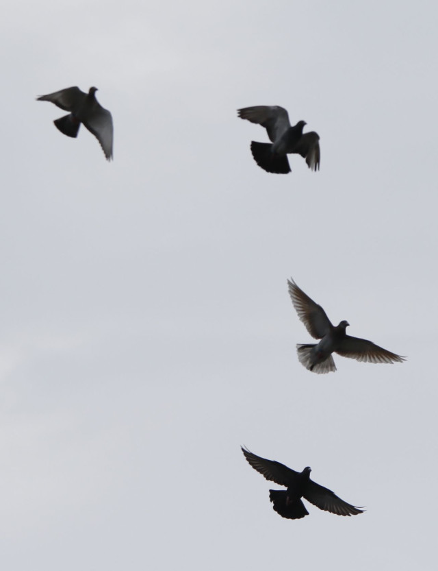El entrenamiento de un palomo mensajero comienza con el reconocimiento de su palomar y su entorno.