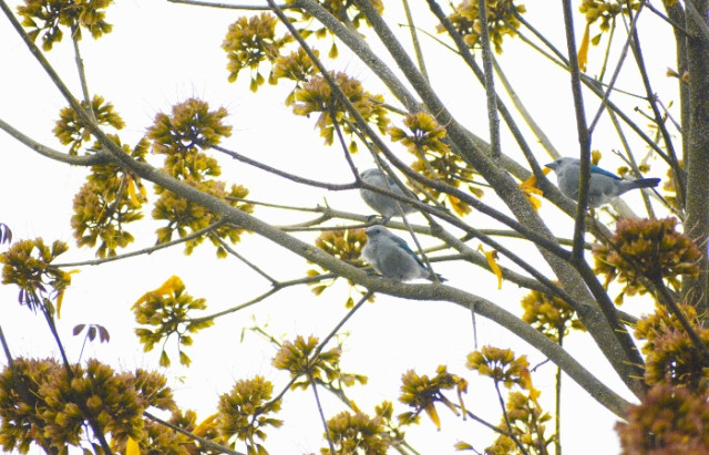 El colorido de sus flores lo ha convertido en un árbol importante para temas ornamentales. Las aves y otras especies de insectos lo utilizan como hospedaje. En el barrio Monserrate de Villamaría, después del vendaval del fin de semana pasado, quedaron las semillas que alimentan a estos azulejos (Thraupis episcopus).