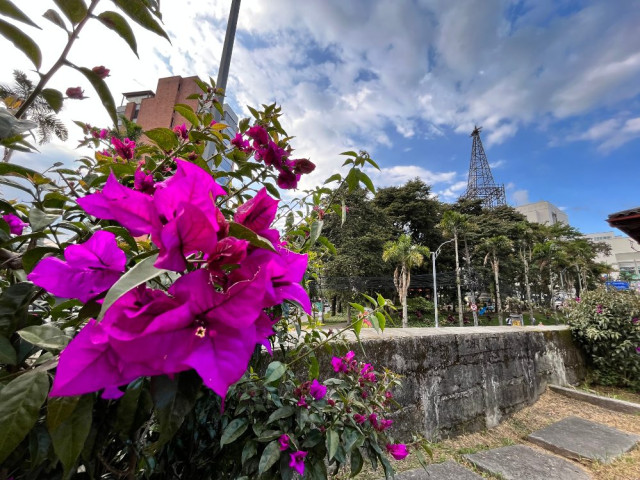Varanera morada ubicada en los jardines de la sede de arquitectura de la Universidad Nacional sede Manizales. Al fondo la Torre del Cable.