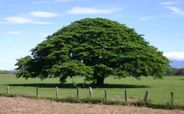 Un guanacaste, el árbol nacional de Costa Rica