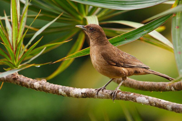 Un yigüirro, el ave nacional de Costa Rica