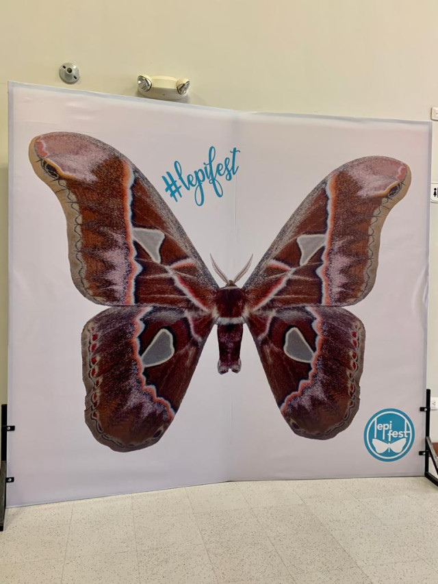Foto | Nicolás Agudelo | LA PATRIA Esta mariposa nocturna Rothschildia lebeau hace parte del afiche que Lepidóptera Colombiana le entregó a los asistentes al festival, con apoyo de la Alcaldía de Manizales y Fundeiser