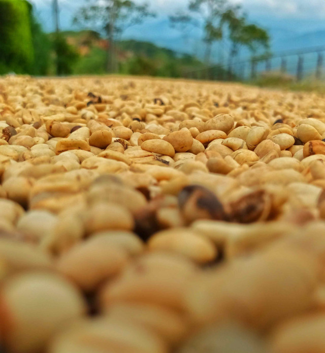 Granos de café representativos del paisaje cafetero.