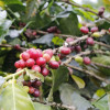 Producción de café cayó un 12 % en octubre por las lluvias