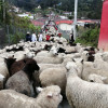 Desfile de ovejas en Marulanda