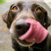 Labrador chocolate sacando la lengua.
