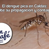 El dengue pica en Caldas: evite su propagación y contagio 