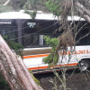 Los vehículos quedaron atrapados entre las ramas, pero ningún ocupante sufrió lesiones.