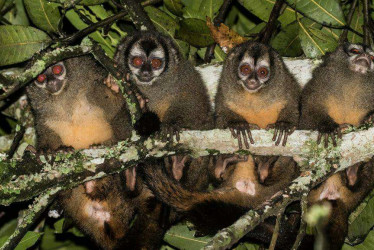 Monos nocturnos rondan por Ecoparque Los Yarumos: semillero de la U. de Caldas los observó