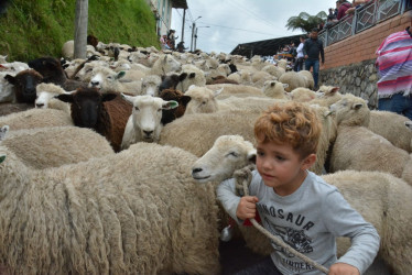 Tomás Posada cabestrea una oveja madre que encabeza el rebaño de 200 ovejas de la finca Llano Franco.