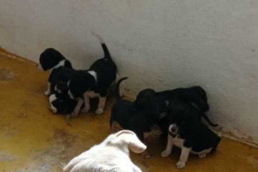 Abandonan perrita con 7 cachorros en Anserma