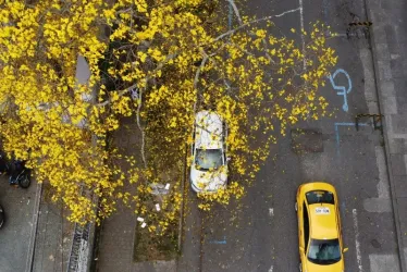 El gris del asfalto en la calle 53B, en El Triángulo, se tiñe cada año con el techo amarillo de estas flores.