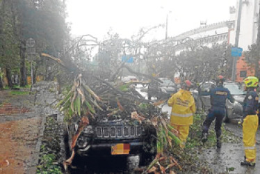 El sábado, un árbol cayó sobre un vehículo estacionado sobre la avenida Centenario, cerca de la Plaza de Toros.