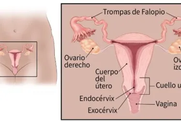 Cuello uterino