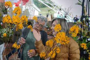 En la imagen se ve a David Manzur, miembro de la Asociación Quindiana de Orquideología y Claudia Uribe, jueza de la Sociedad Colombiana de Orquideología con la orquídea ganadora de la edición 17 de la Exposición Nacional: Epidendrum Mellinanthum. 