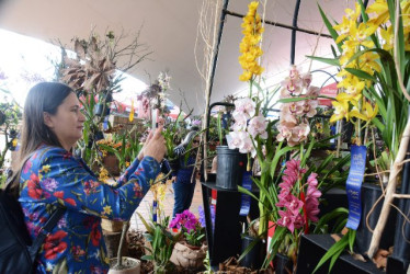 Visitantes de la exposición caminan fascinados tomándoles fotos a las orquídeas que están expuestas.