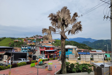 En el Parque Risaralda del municipio había una palma ( Bismarckia Nobilis) desde hace 6 años. Sin embargo, los ciudadanos vieron cómo cada día se fue secando. La Alcaldía dice que va a reponerla.   