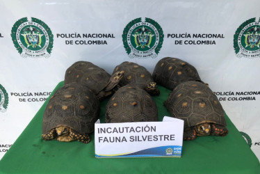 Estas son las tortugas recuperadas.