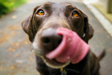 Labrador chocolate sacando la lengua.