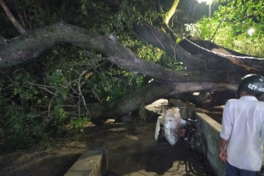 El árbol que cayó sobre varios transeúntes este sábado en el parque Santander de La Dorada.