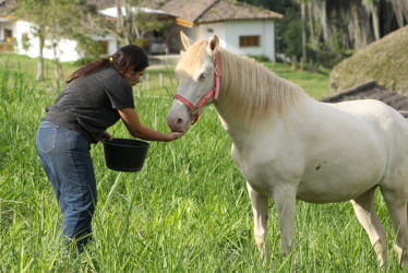 Valeria Estrada y Perla, un caballo Cuarto de Milla albino, son una pareja inseparable. Desde que está con Valeria hace 7 años, ella la ha criado como una mascota. "Perla es como la hija mía, es como un perro", dice.
