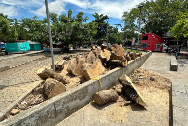 Esto es lo que quedó del árbol del parque Santander en La Dorada, que el pasado 17 de junio cayó y resultaron lesionadas nueve personas.