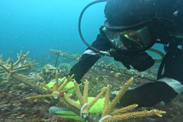 Se realizó una jornada ambiental de restauración de corales en el Parque Nacional Natural Corales del Rosario y de San Bernardo en la zona insular de Cartagena.