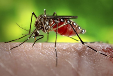 Se han reportado cerca de 2 mil muertes por Dengue este año en las Américas