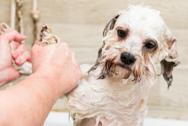 Manos sostienen a un perro por las patas mientras lo bañan.