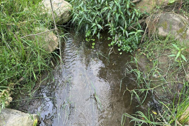 Corpocaldas explicó que el hallazgo de cianuro "confirma la presencia de una amenaza seria para la salud de la fauna local y posiblemente para quienes hacen uso de esta fuente hídrica en el sector".