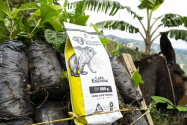 A través de la producción de café y de miel de abejas, caficultores vallecaucanos buscan proteger el oso de anteojos.