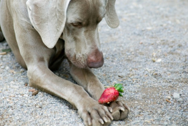 Perro gris con una fresa roja en sus patas delanteras.