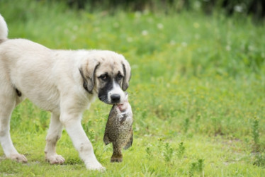 Perro blanco camina por el pasto con un pescado grande en la boca.