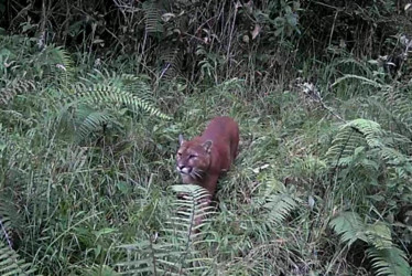 Un puma ha atacado animales domésticos en la vereda Montaño. Los vecinos solicitan acompañamiento de Corpocaldas.
