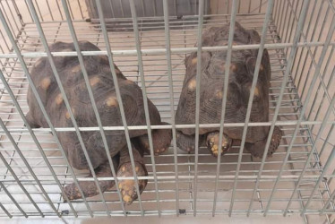 Las dos tortugas que recuperaron en Salamina. 