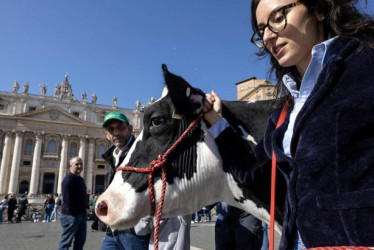 Agricultores de Italia llevaron la vaca "Ercolina" a la plaza del Vaticano.